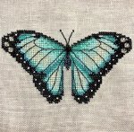 (image for) Common Morpho